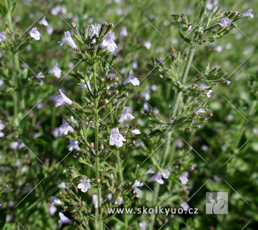 Calamintha nepeta ssp. nepeta ´Blue Cloud Strain´