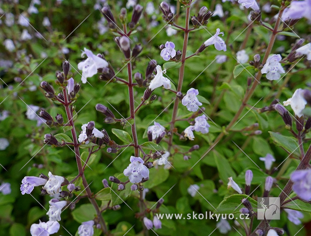 Calamintha nepeta ssp. nepeta - veg.