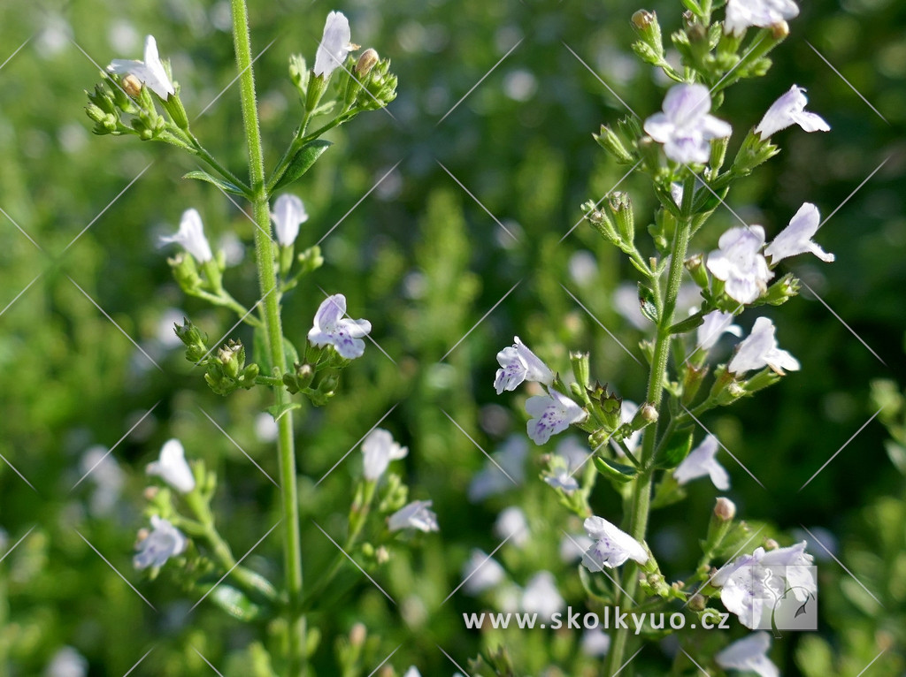 Calamintha nepeta