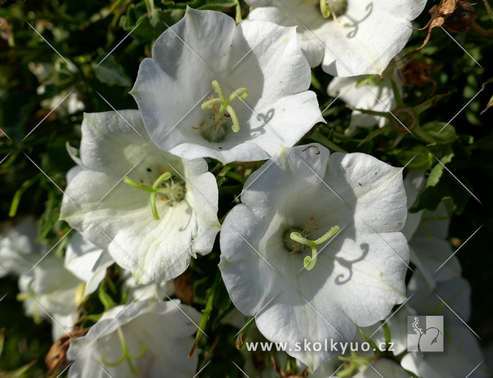 Campanula carpatica ´Pristar White´