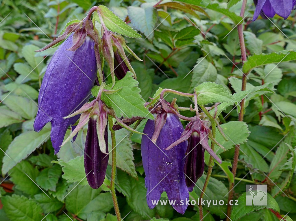 Campanula punctata ´Sarastro´