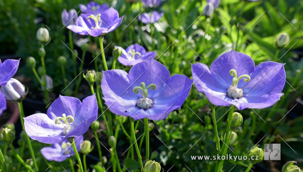 Campanula ´Samantha´