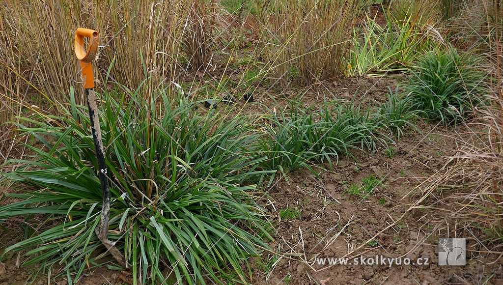 Carex pendula