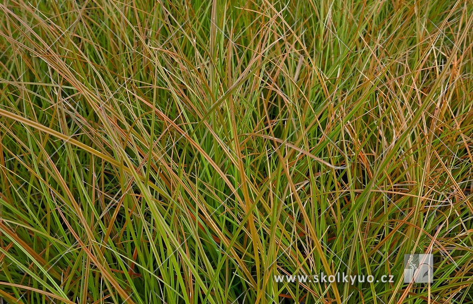 Carex testacea