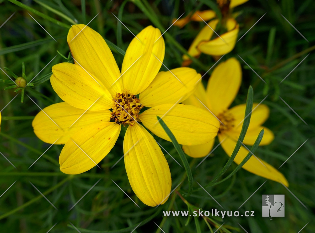 Coreopsis verticillata