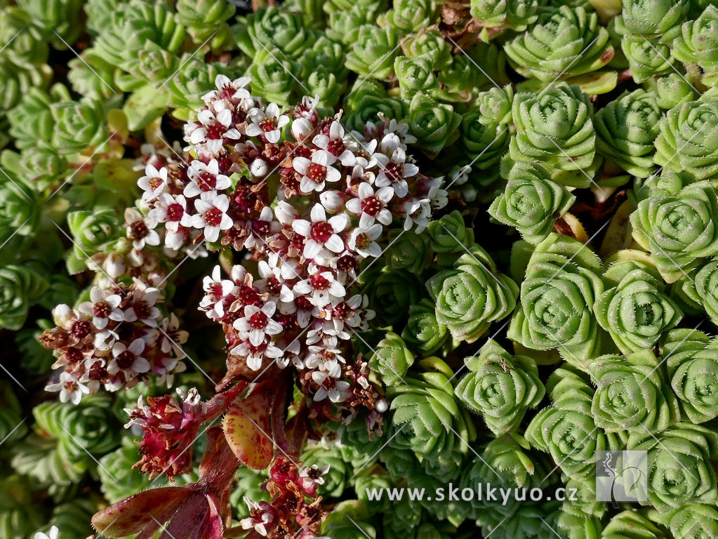 Crassula milfordiae