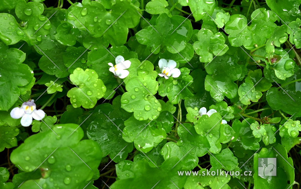 Cymbalaria muralis