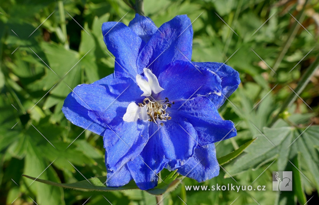 Delphinium ´Pacific hybr. Blue Bird´