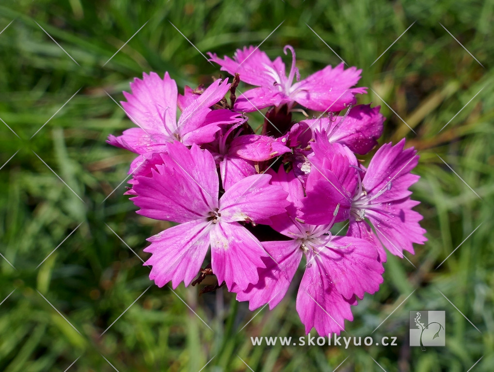 Dianthus carthusianorum