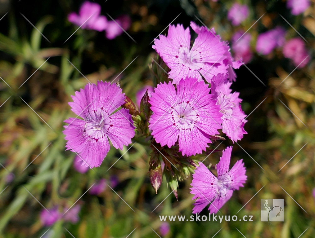 Dianthus collinus