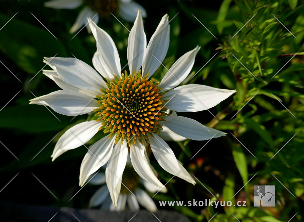 Echinacea purpurea ´Purity´