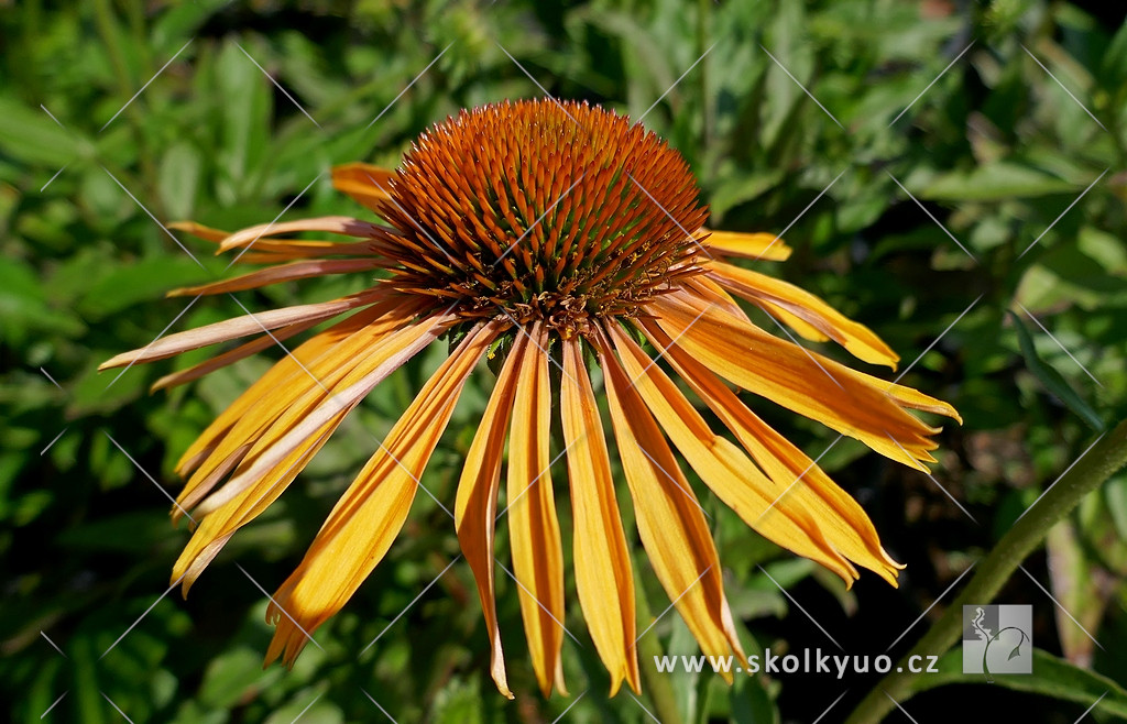 Echinacea ´Big Kahuna´