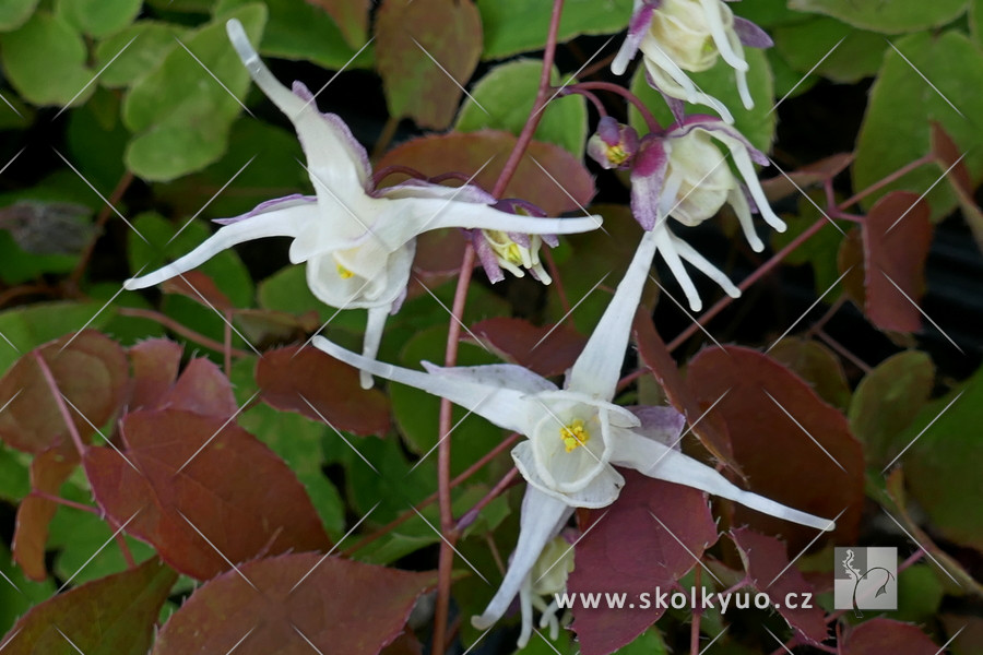 Epimedium grandiflorum
