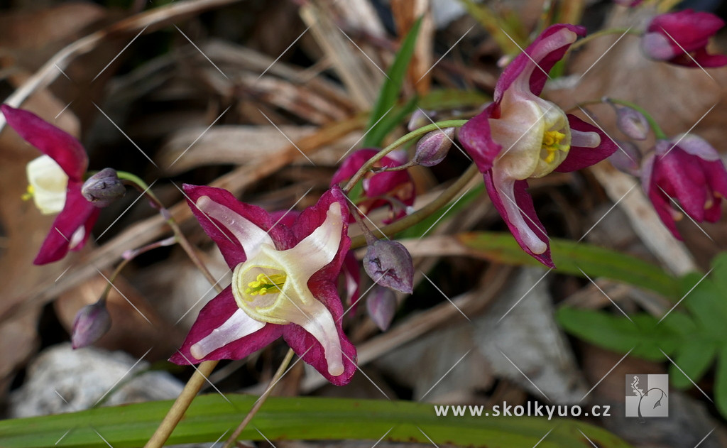 Epimedium rubrum