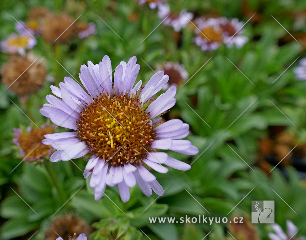 Erigeron glaucus