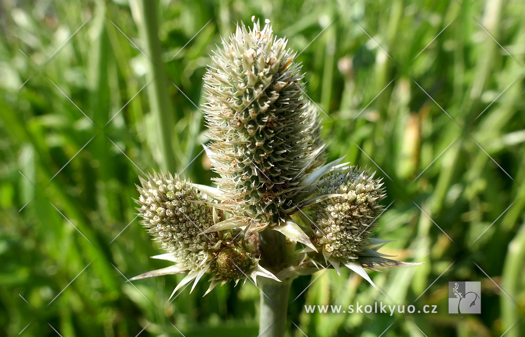 Eryngium agavifolium