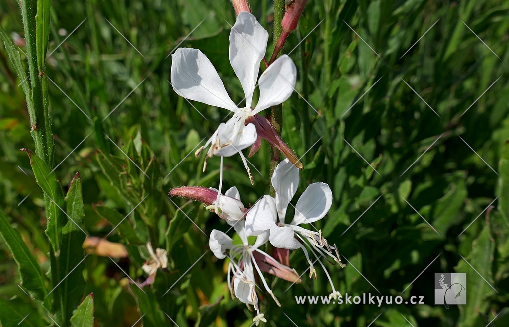 Gaura lindheimeri