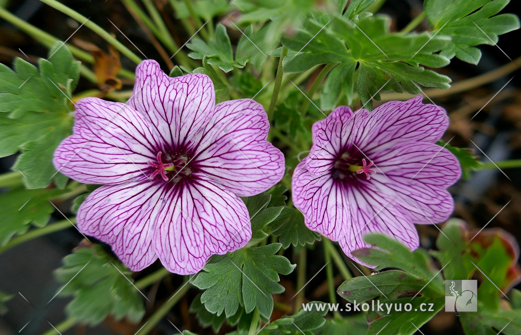 Geranium cinereum ´Ballerina´