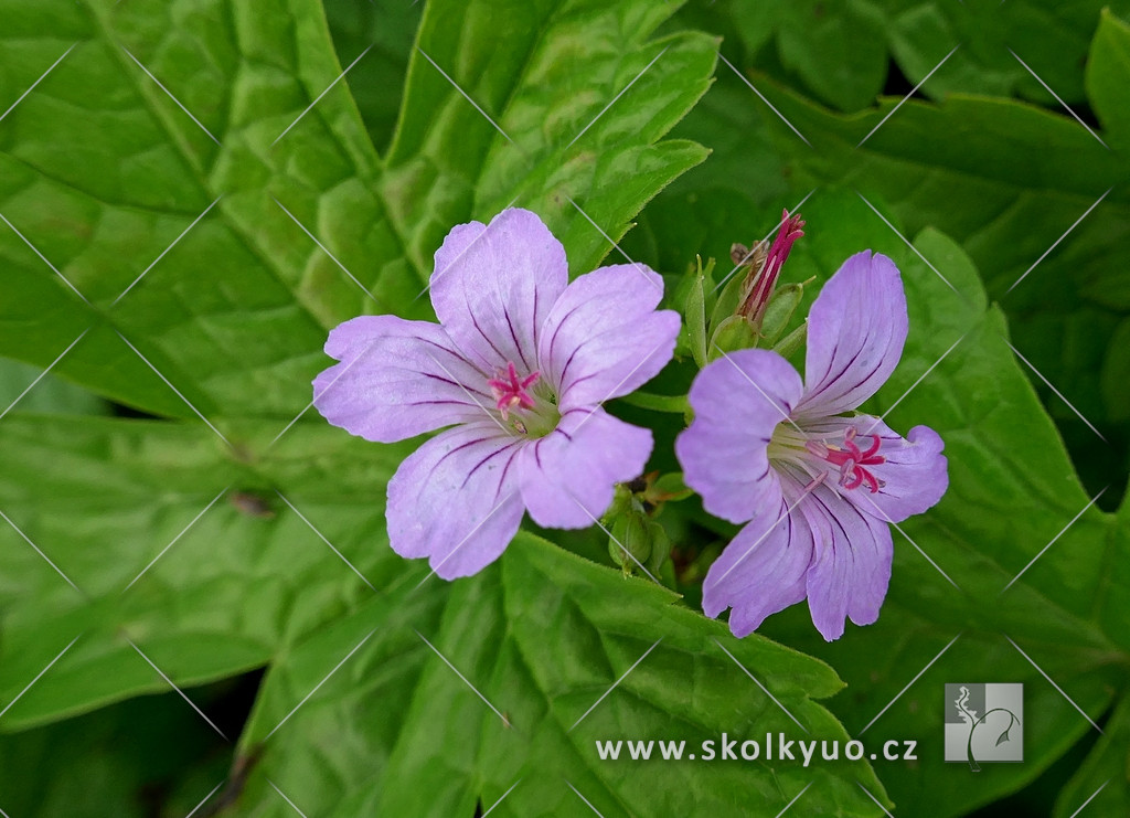 Geranium nodosum