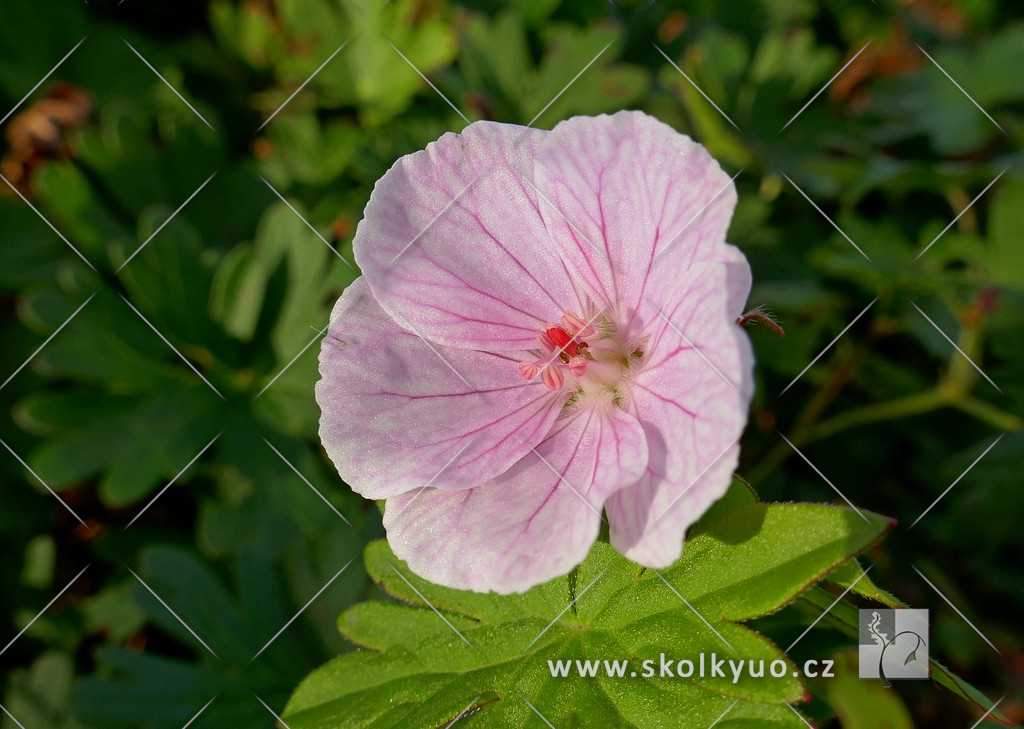 Geranium sanguineum ´Vision Pink´