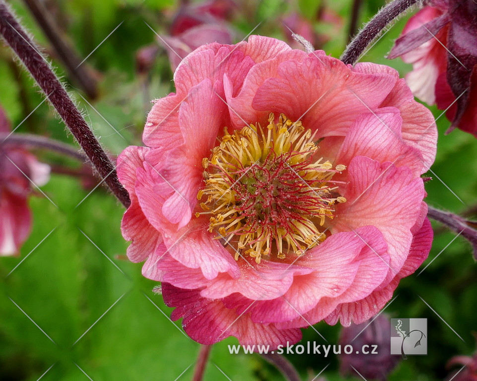 Geum hybridum ´Pink Petticoats´