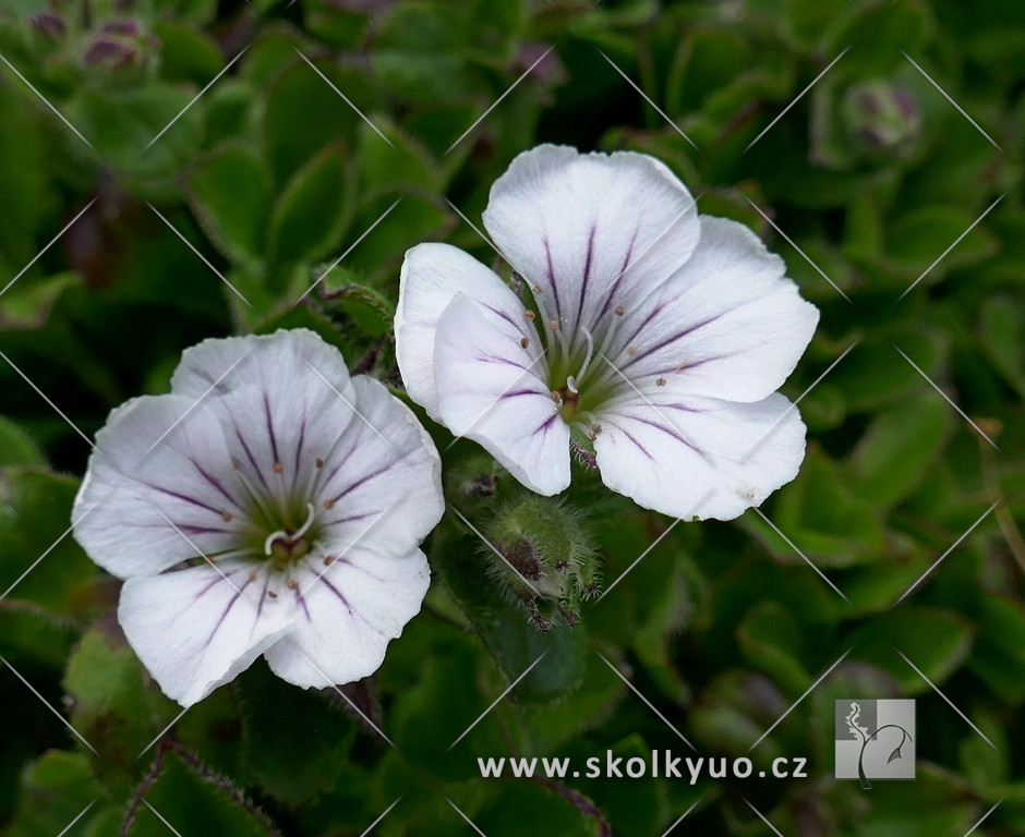 Gypsophila cerastioides