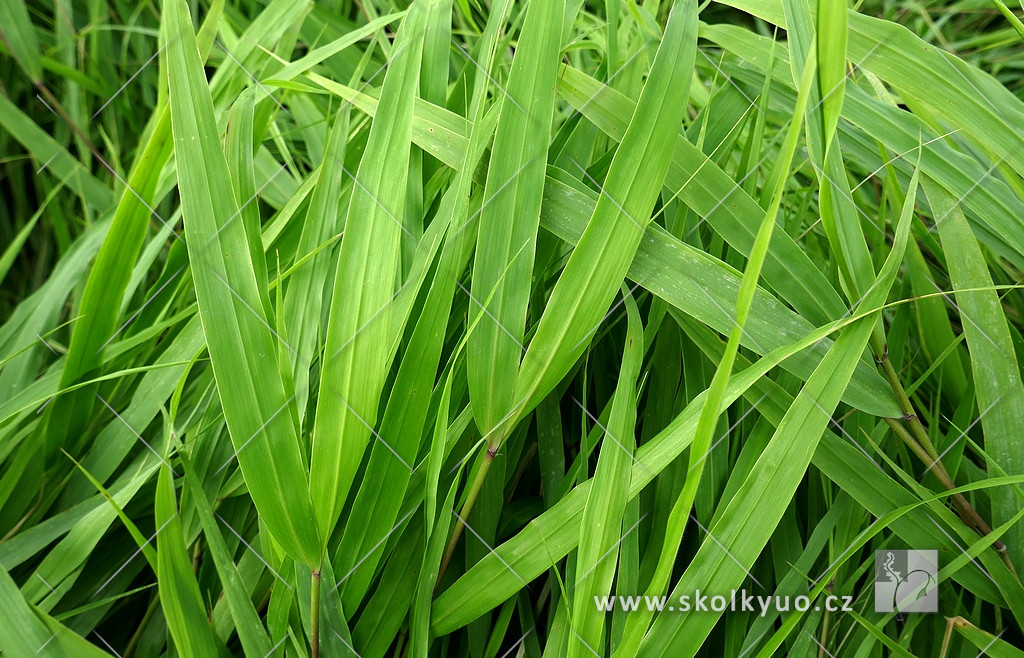 Hakonechlora macra