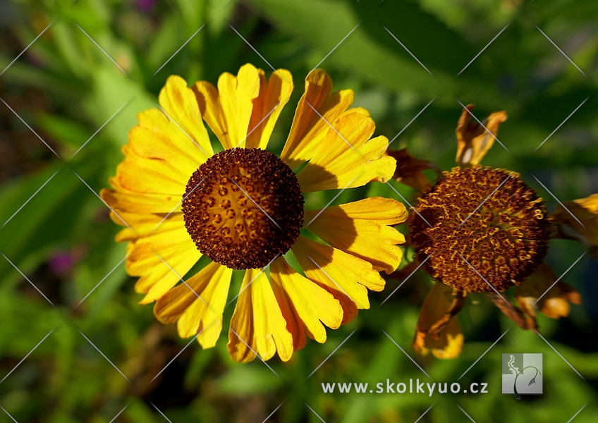 Helenium autumnale