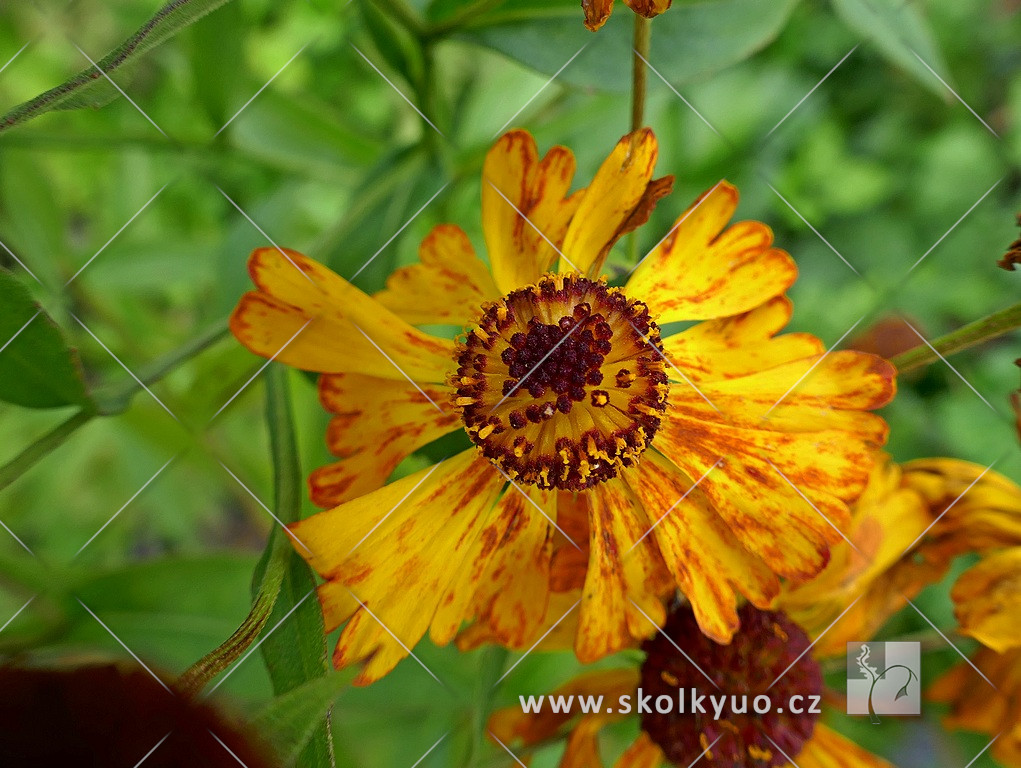 Helenium ´Amber´
