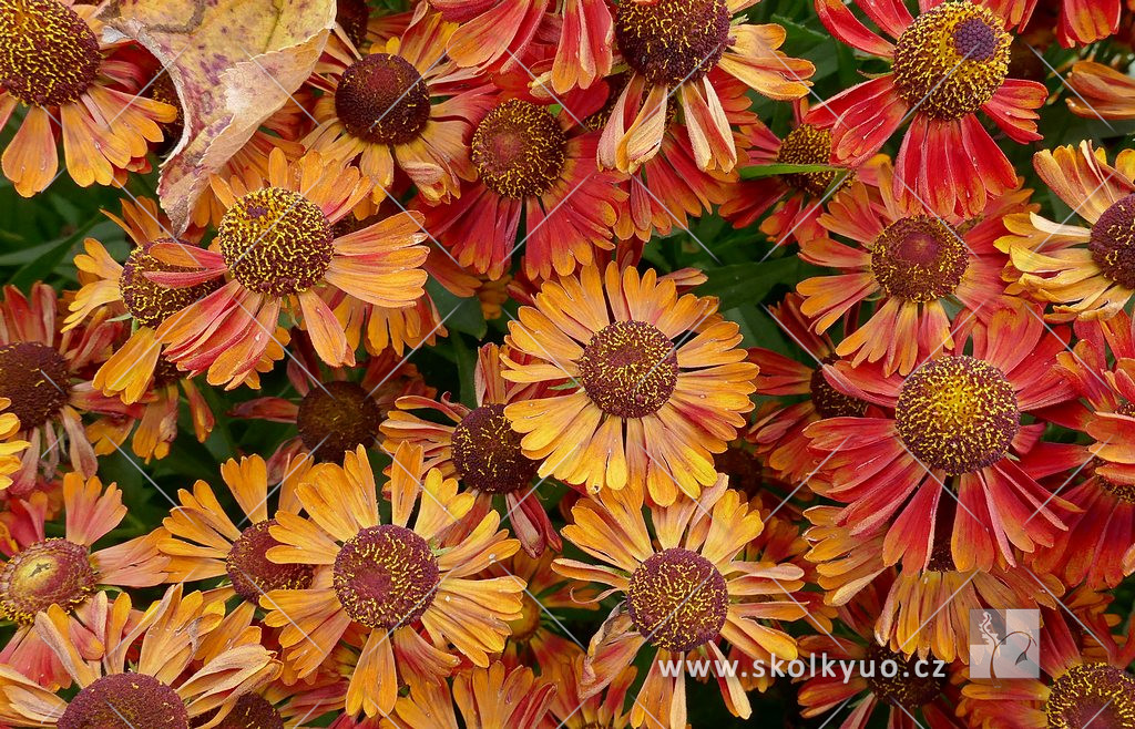 Helenium ´Mariachi± Siesta´
