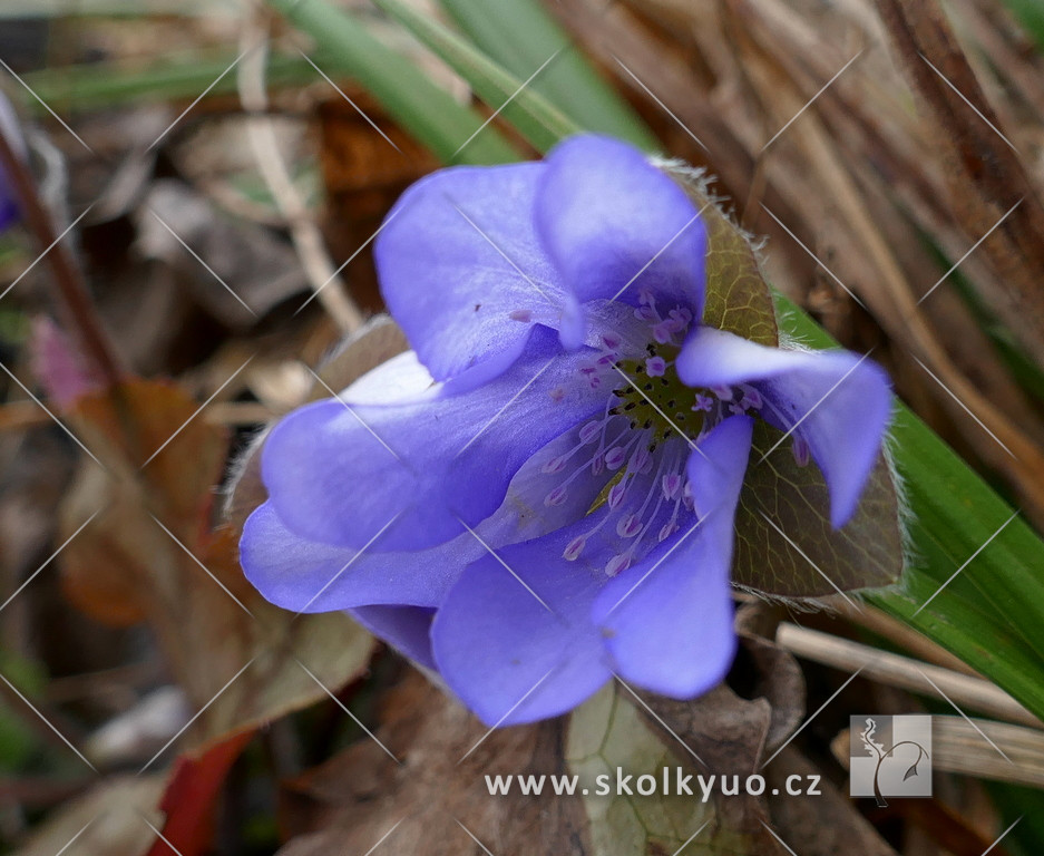 Hepatica nobilis