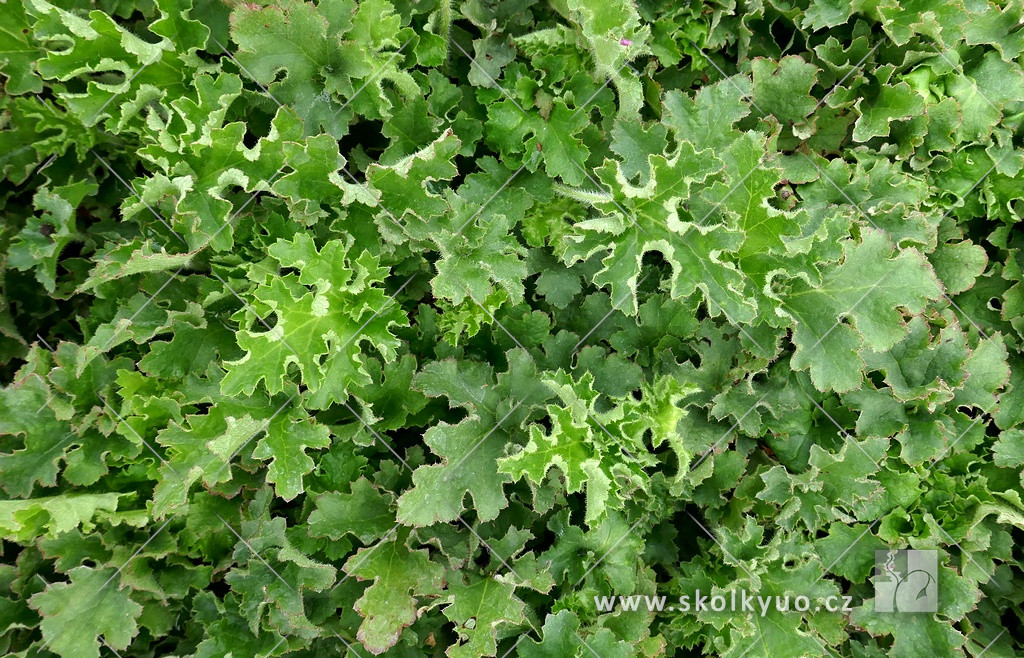 Heuchera micrantha