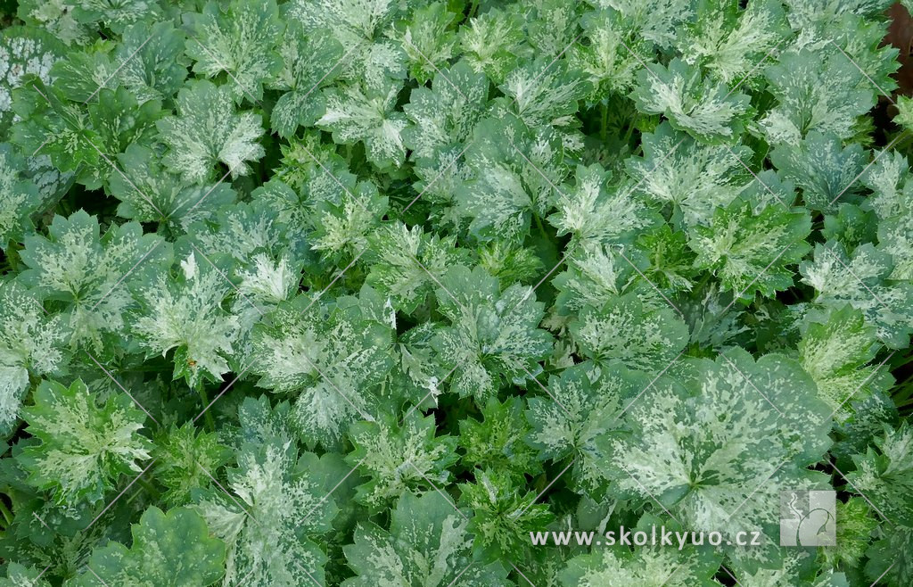 Heuchera ´New Drops´