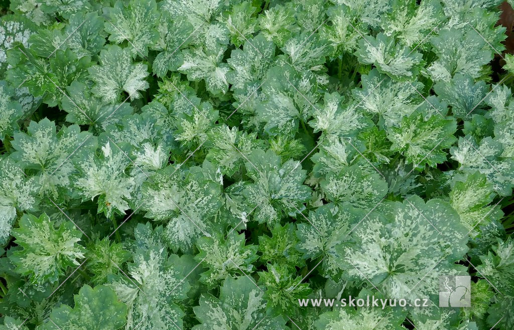 Heuchera x hybrida ´New Drops´