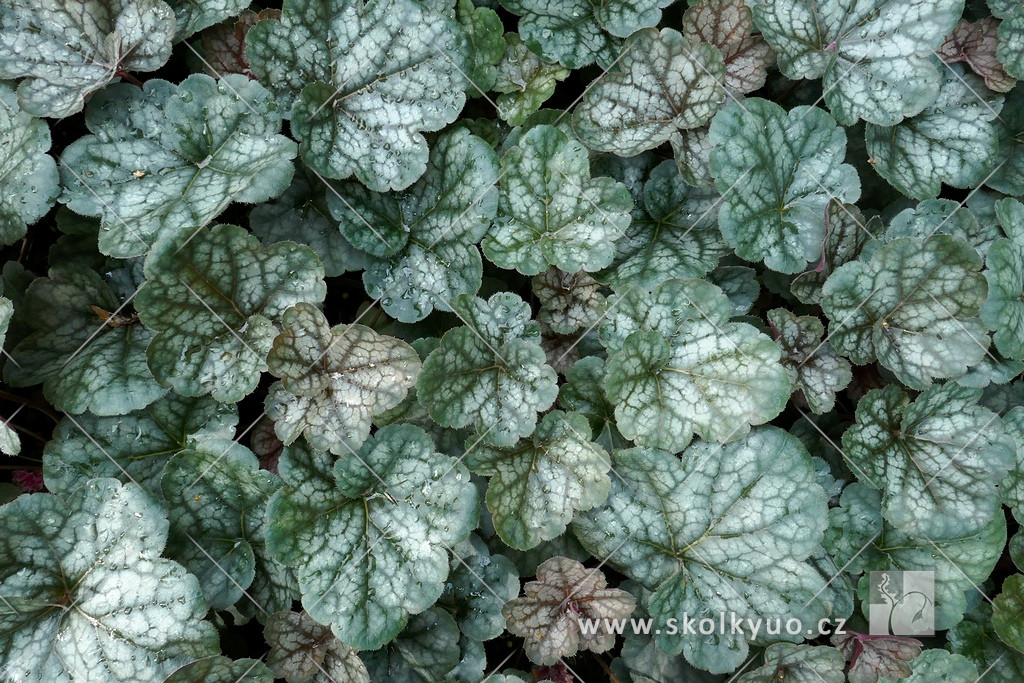 Heuchera ´Regina´