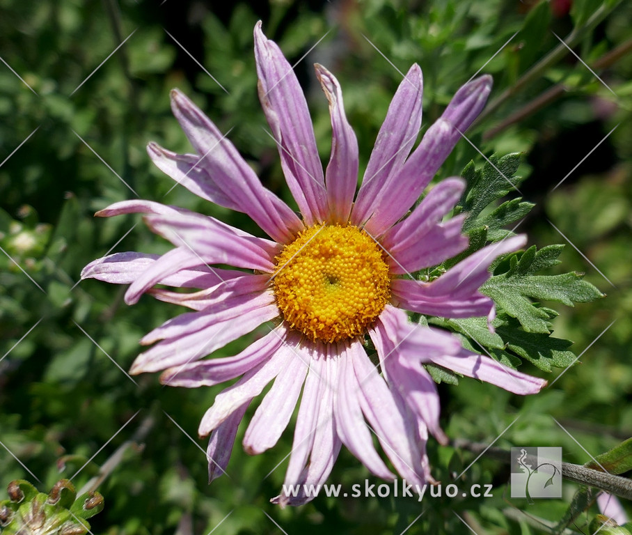 Chrysanthemum indicum ´Clara Curtis´