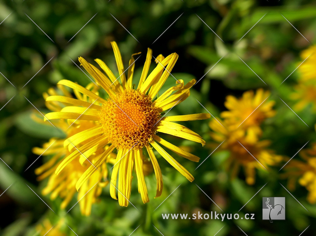 Inula britannica