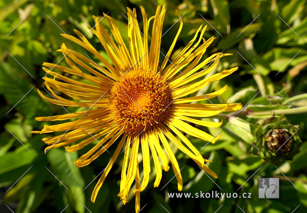 Inula helenium