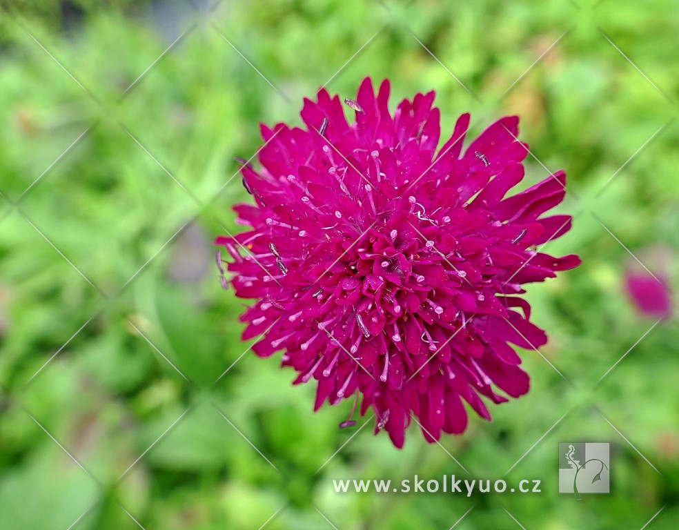 Knautia macedonica