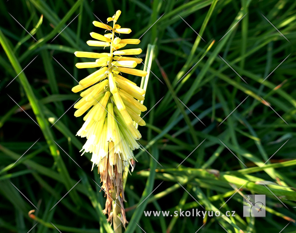 Kniphofia citrina