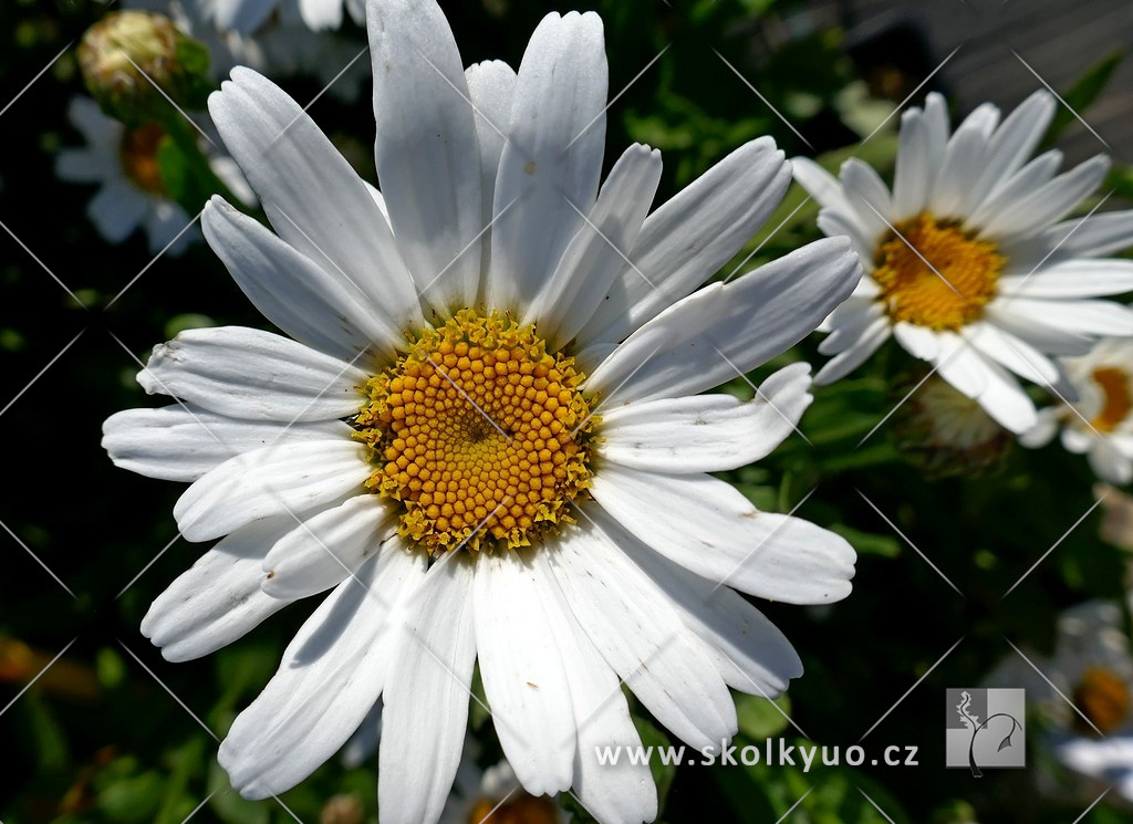 Leucanthemum maximum ´Dwarf Snow Lady´