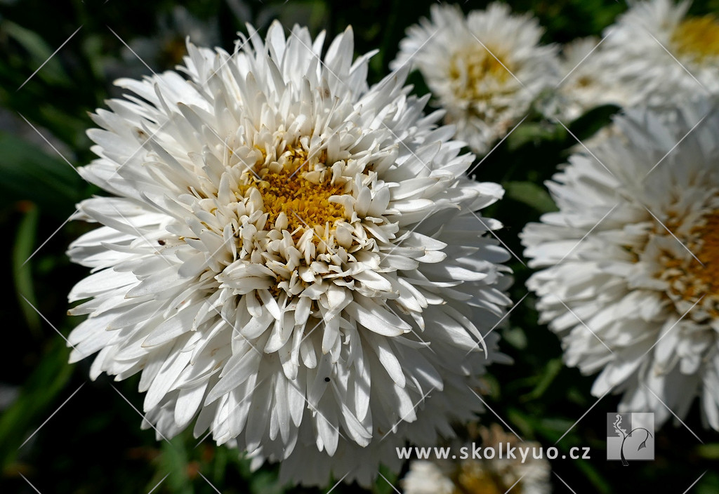 Leucanthemum maximum ´Sněhurka´