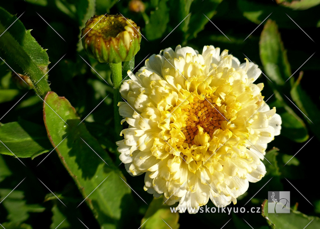 Leucanthemum ´Luna´