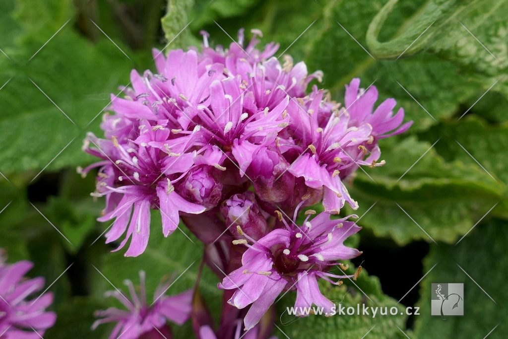 Lychnis alpina