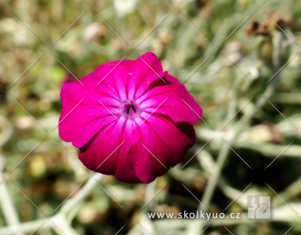 Lychnis coronaria