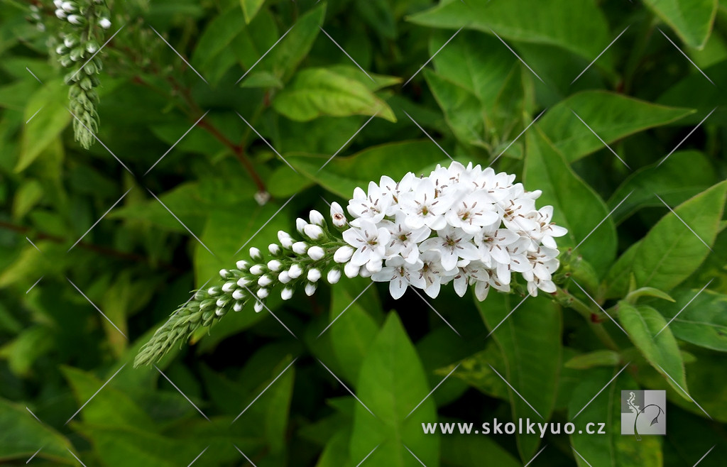 Lysimachia clethroides