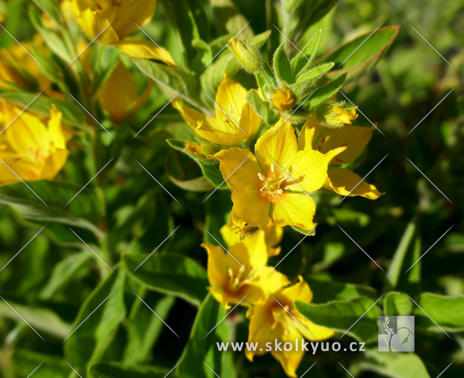 Lysimachia punctata