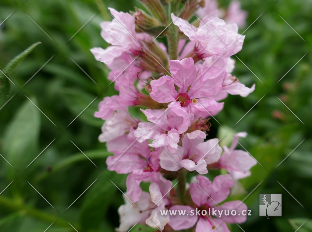 Lythrum salicaria ´Blush´