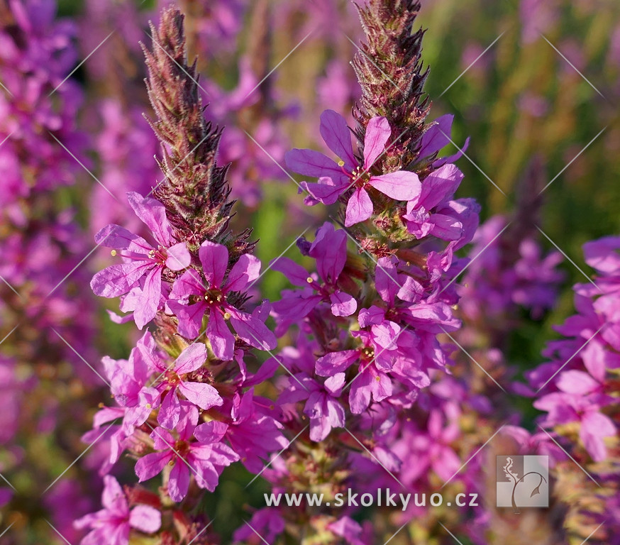 Lythrum salicaria