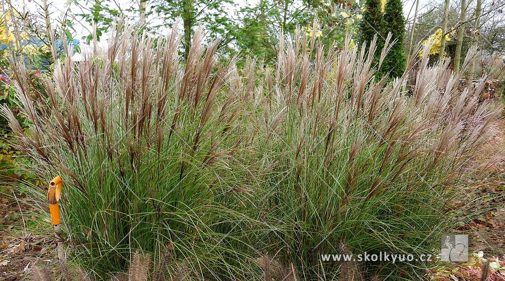 Miscanthus sinensis ´Gracillimus Nana´